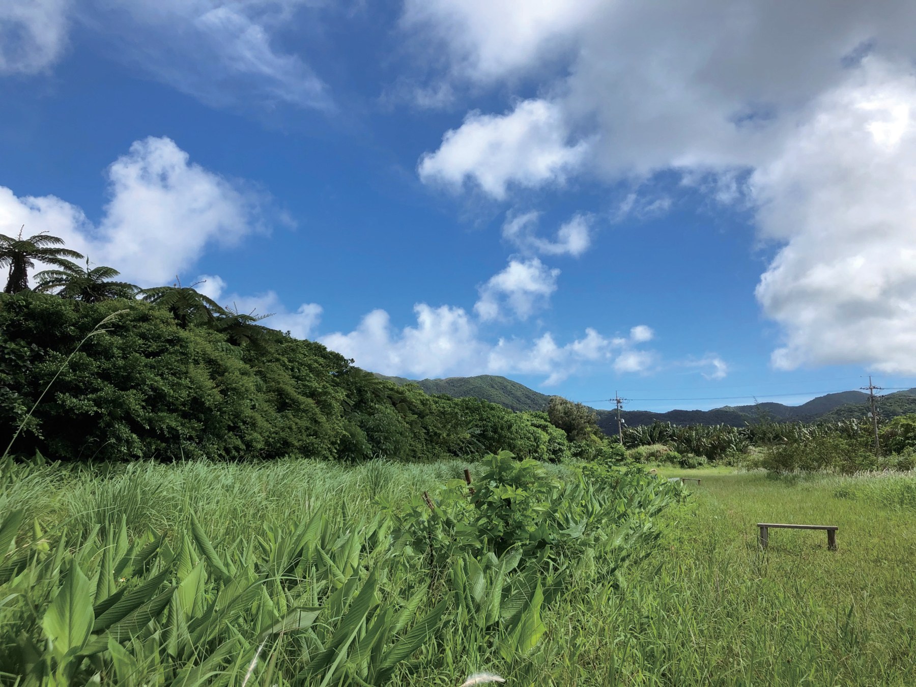 青空と緑が広がる石垣島の農園